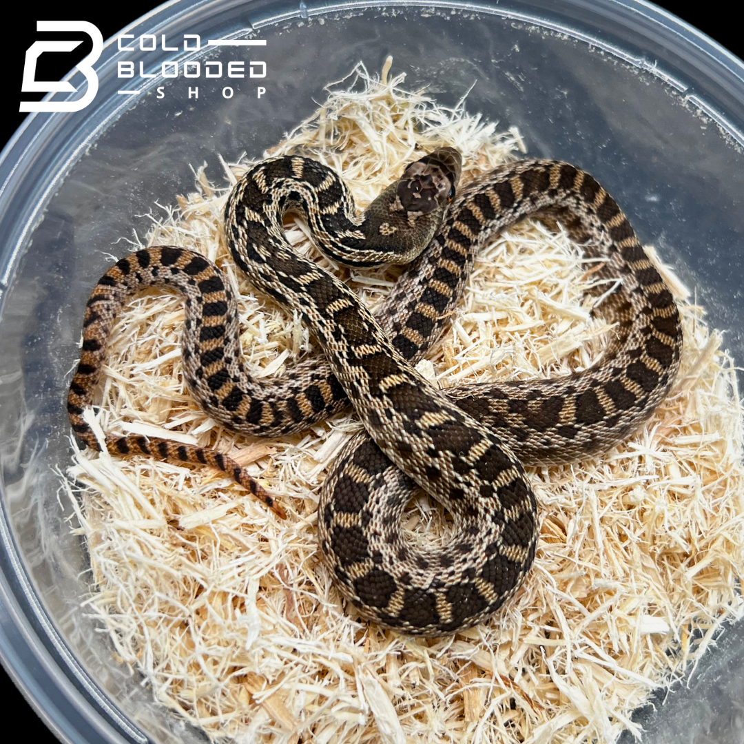 Baby Gopher Snakes - Pituophis catenifer