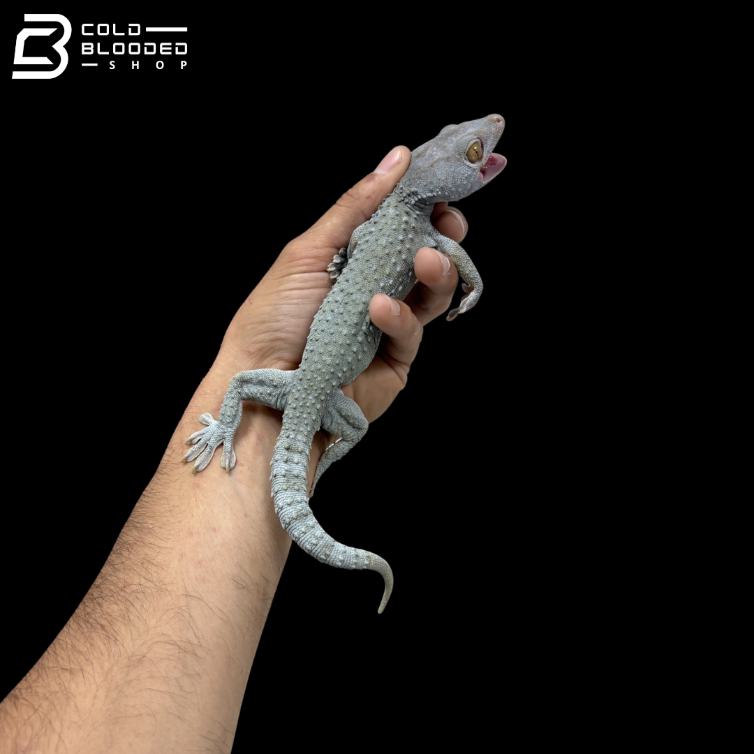 Adult Granite Tokay Gecko - Gekko gecko