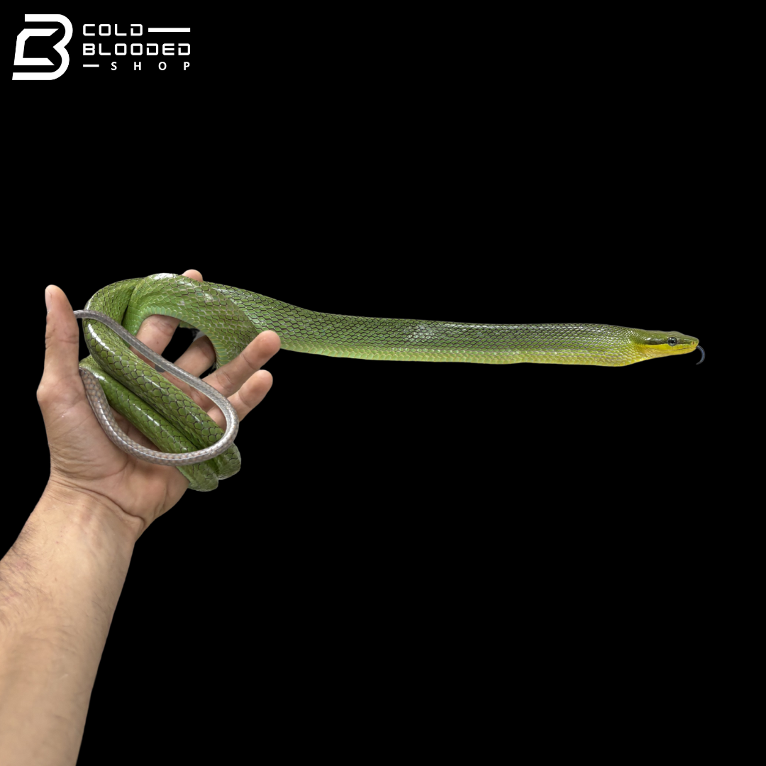 Male Green Red-tailed Green Rat Snake - Gonyosoma oxycephalum