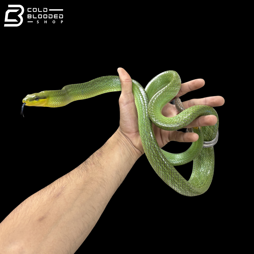 Male Green Red-tailed Green Rat Snake - Gonyosoma oxycephalum
