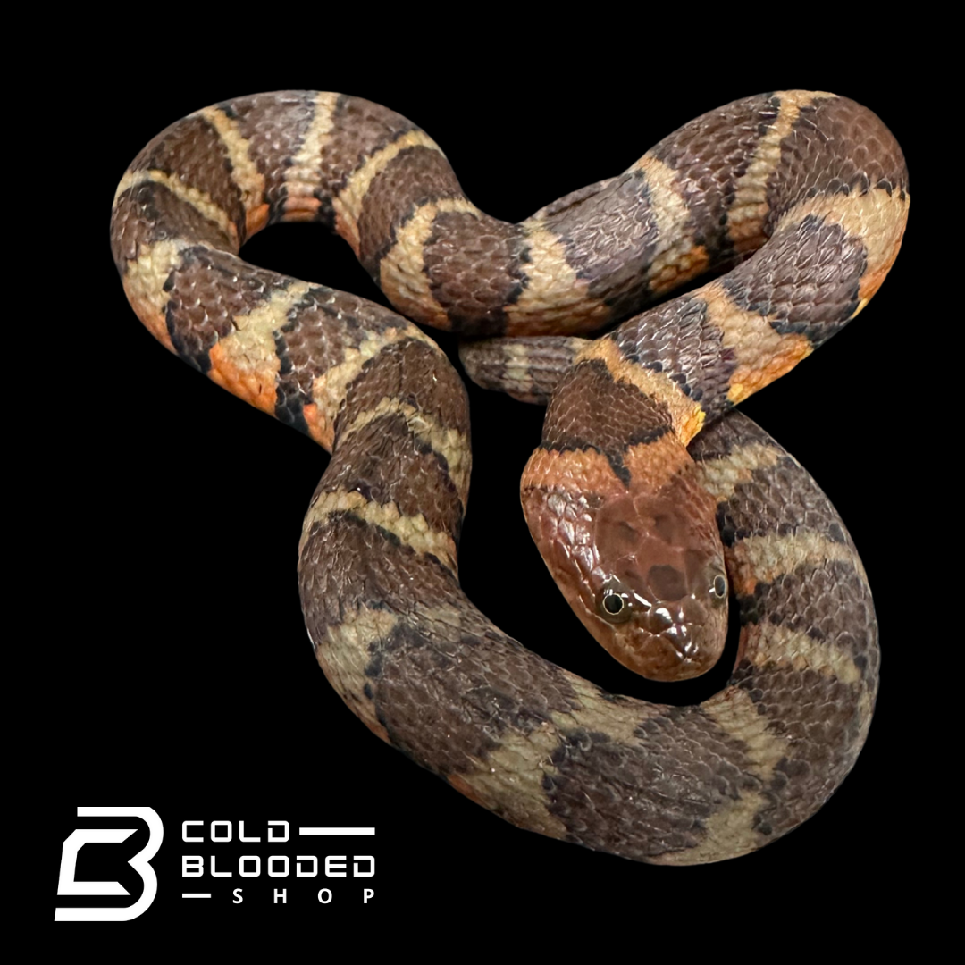 Pitones de árbol verde canario