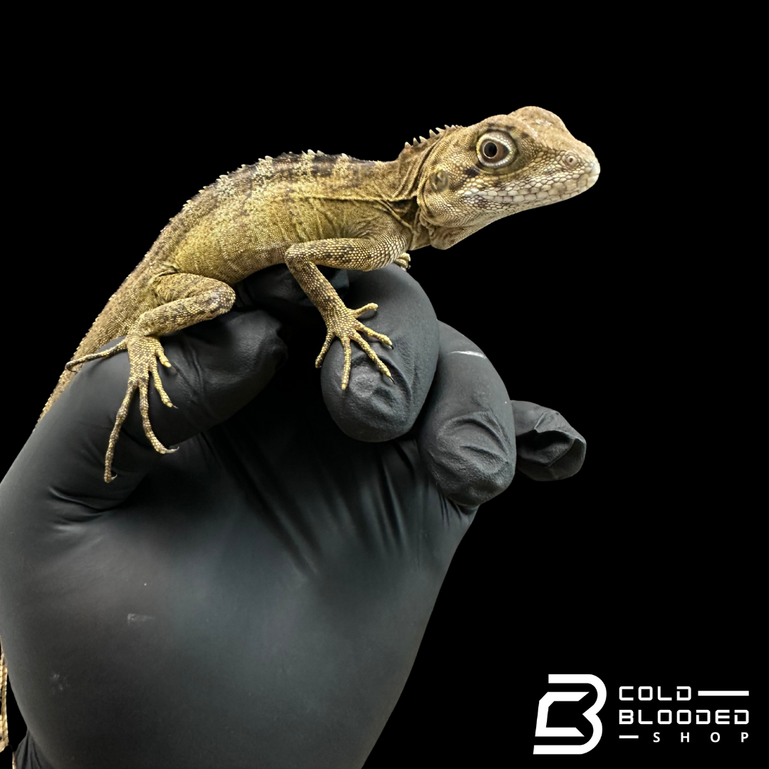 Northern Forest Dragon - Hypsilurus godeffroyi