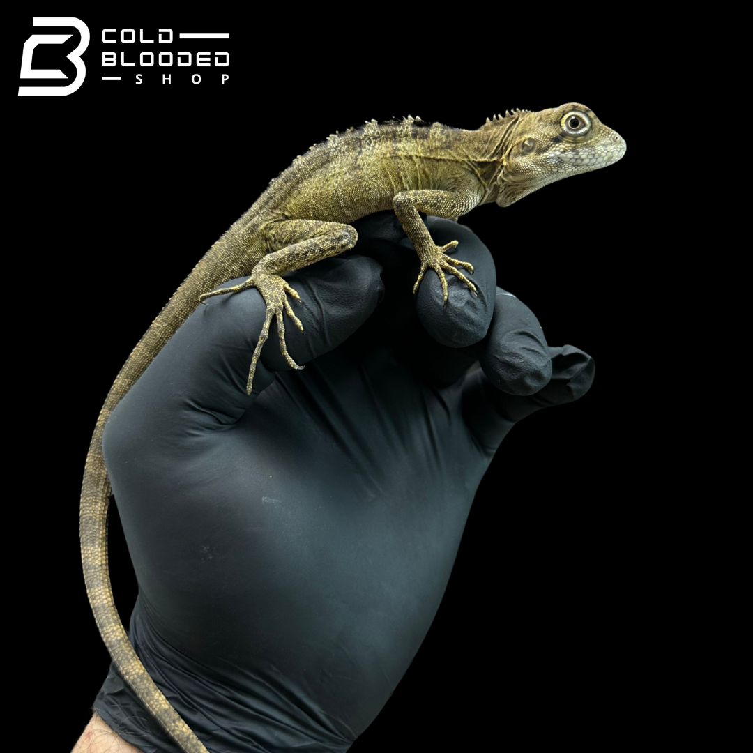 Northern Forest Dragon - Hypsilurus godeffroyi
