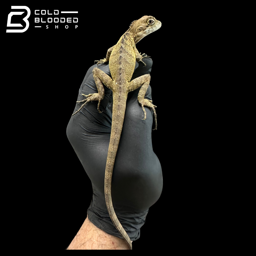 Northern Forest Dragon - Hypsilurus godeffroyi