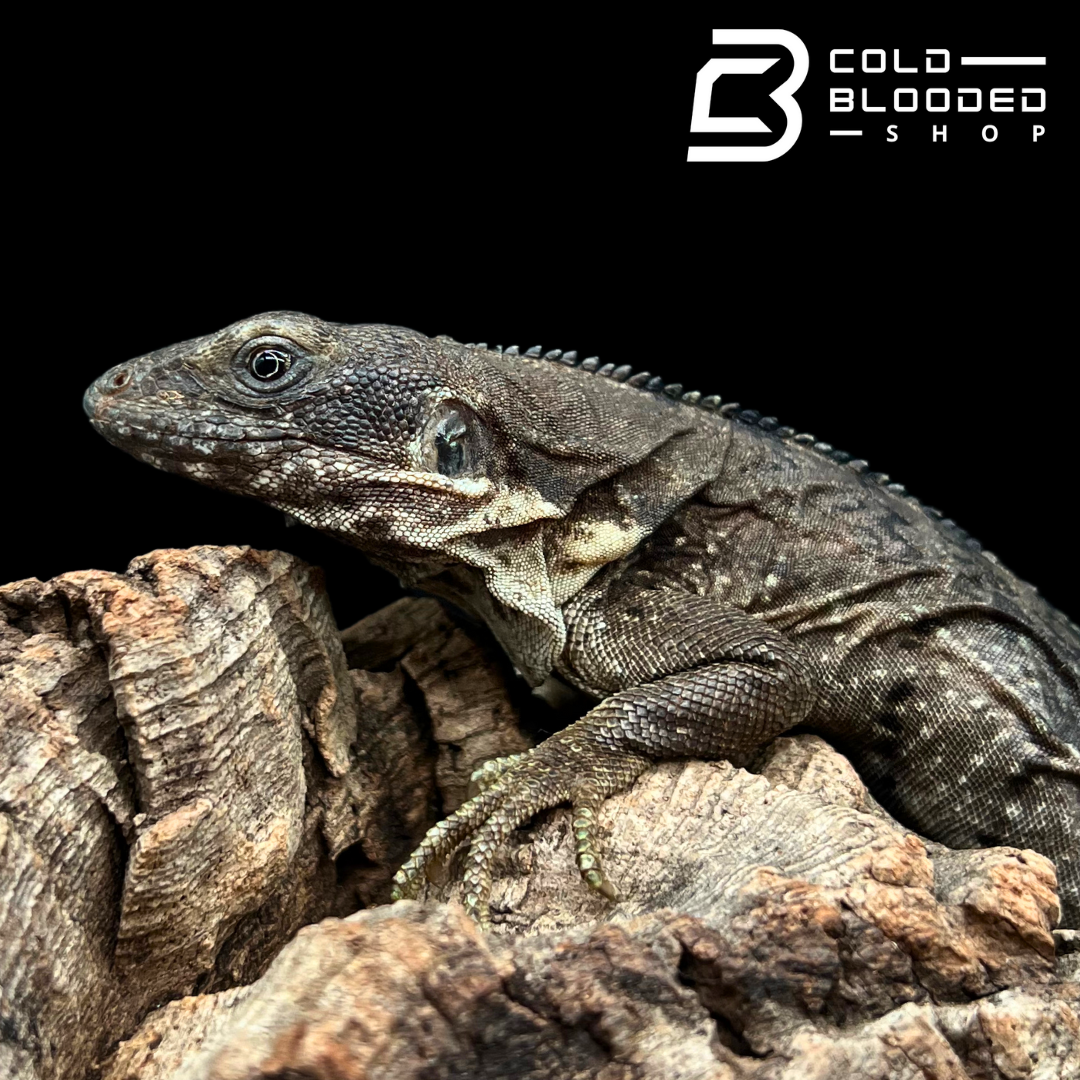 Clubtail Iguanas - Ctenosaura quinquecarinata