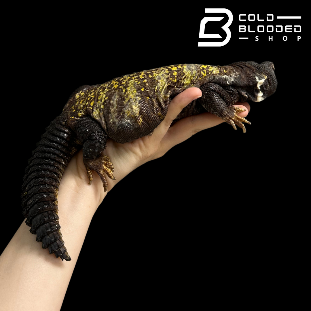 Big Fat Beautiful Uromastyx - Uromastyx jaba