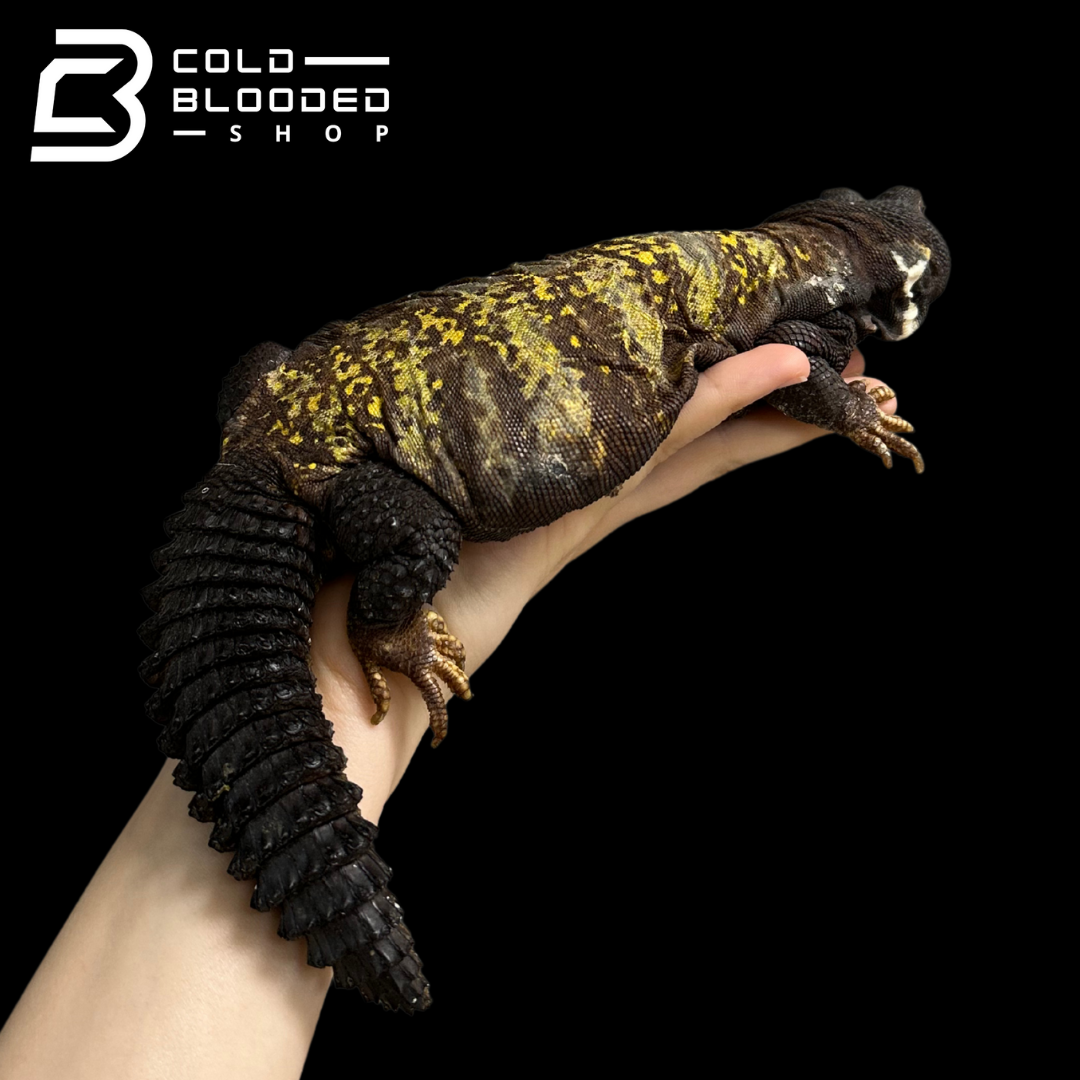 Big Fat Beautiful Uromastyx - Uromastyx jaba
