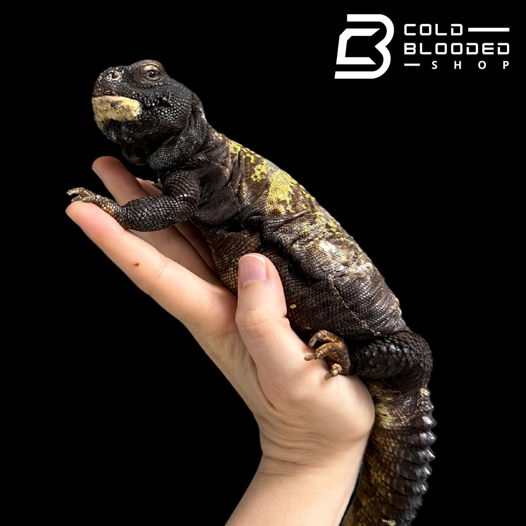 Big Fat Beautiful Uromastyx - Uromastyx jaba