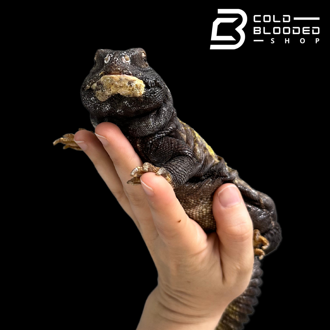 Big Fat Beautiful Uromastyx - Uromastyx jaba