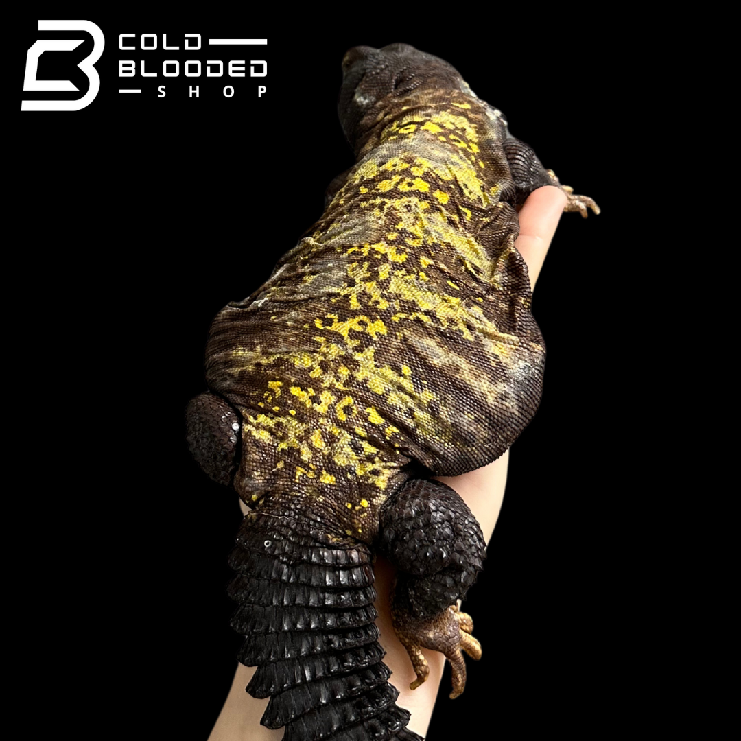 Big Fat Beautiful Uromastyx - Uromastyx jaba