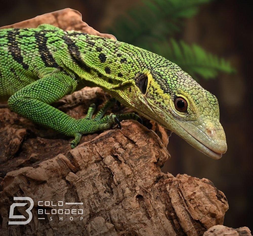 Green Tree Monitors - Varanus prasinus - Cold Blooded Shop