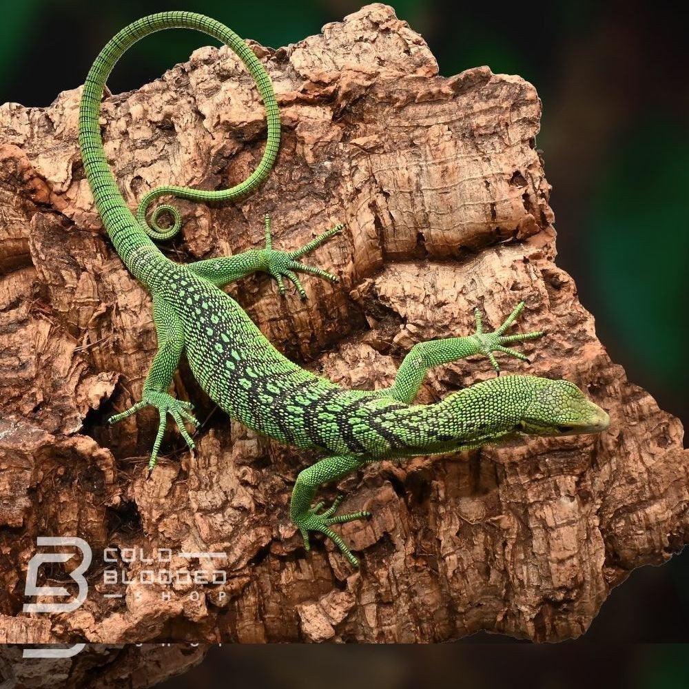 Green Tree Monitors - Varanus prasinus - Cold Blooded Shop