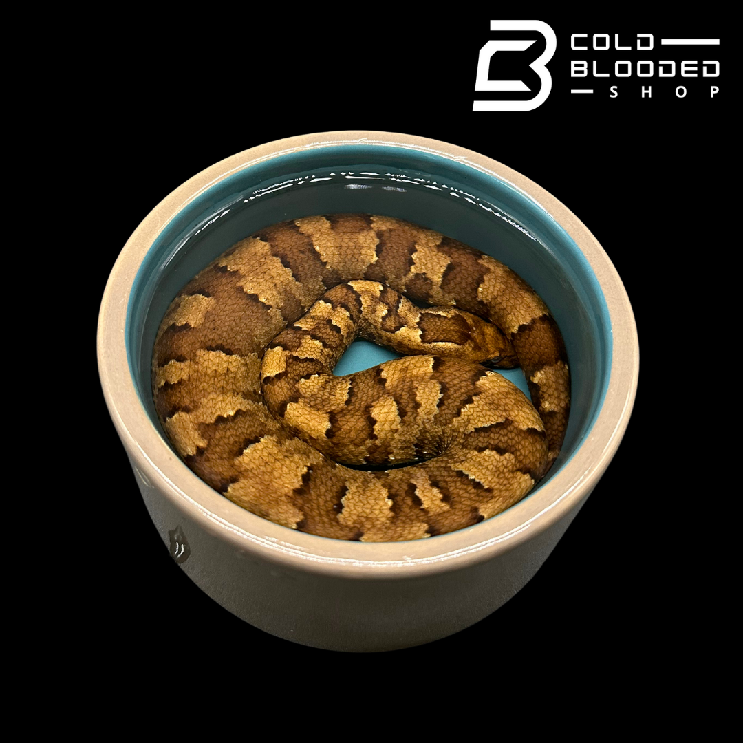 Viper Boas - Candoia aspera