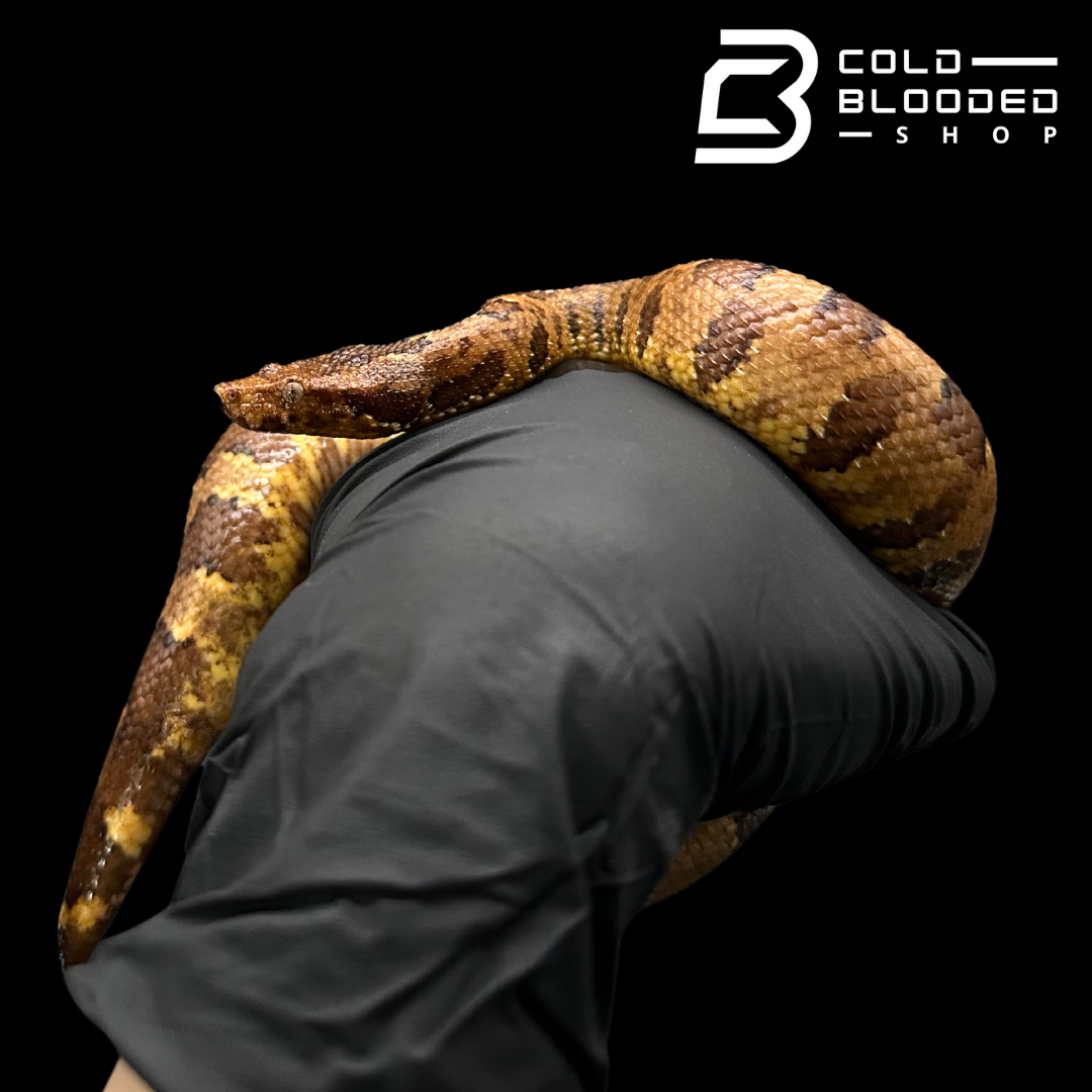 Viper Boas - Candoia aspera