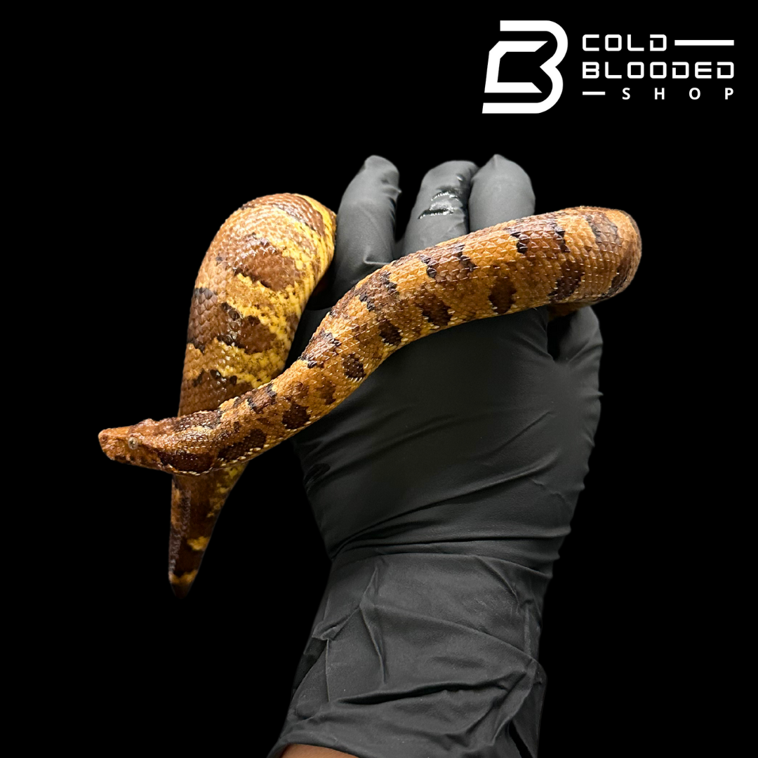 Viper Boas - Candoia aspera