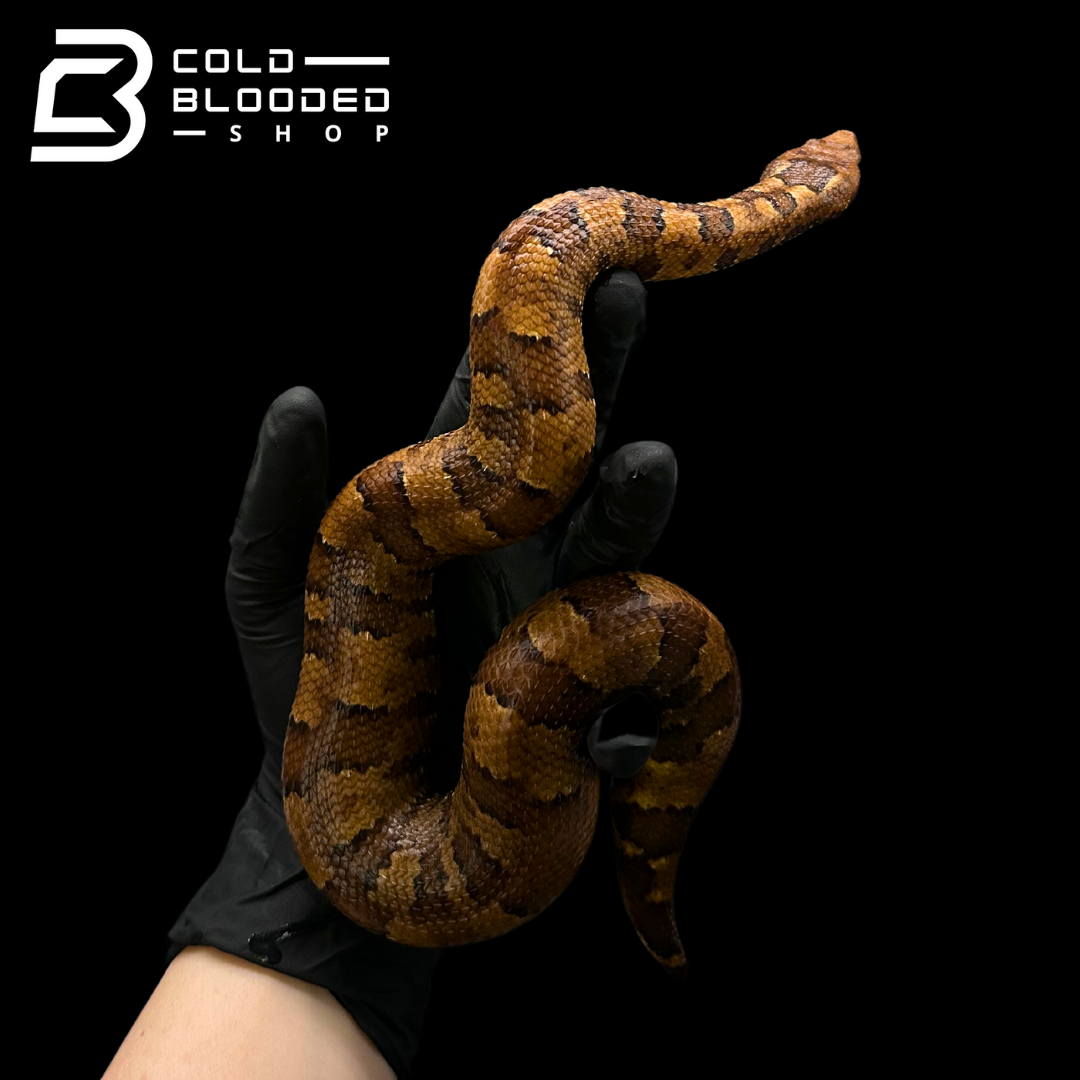 Viper Boas - Candoia aspera