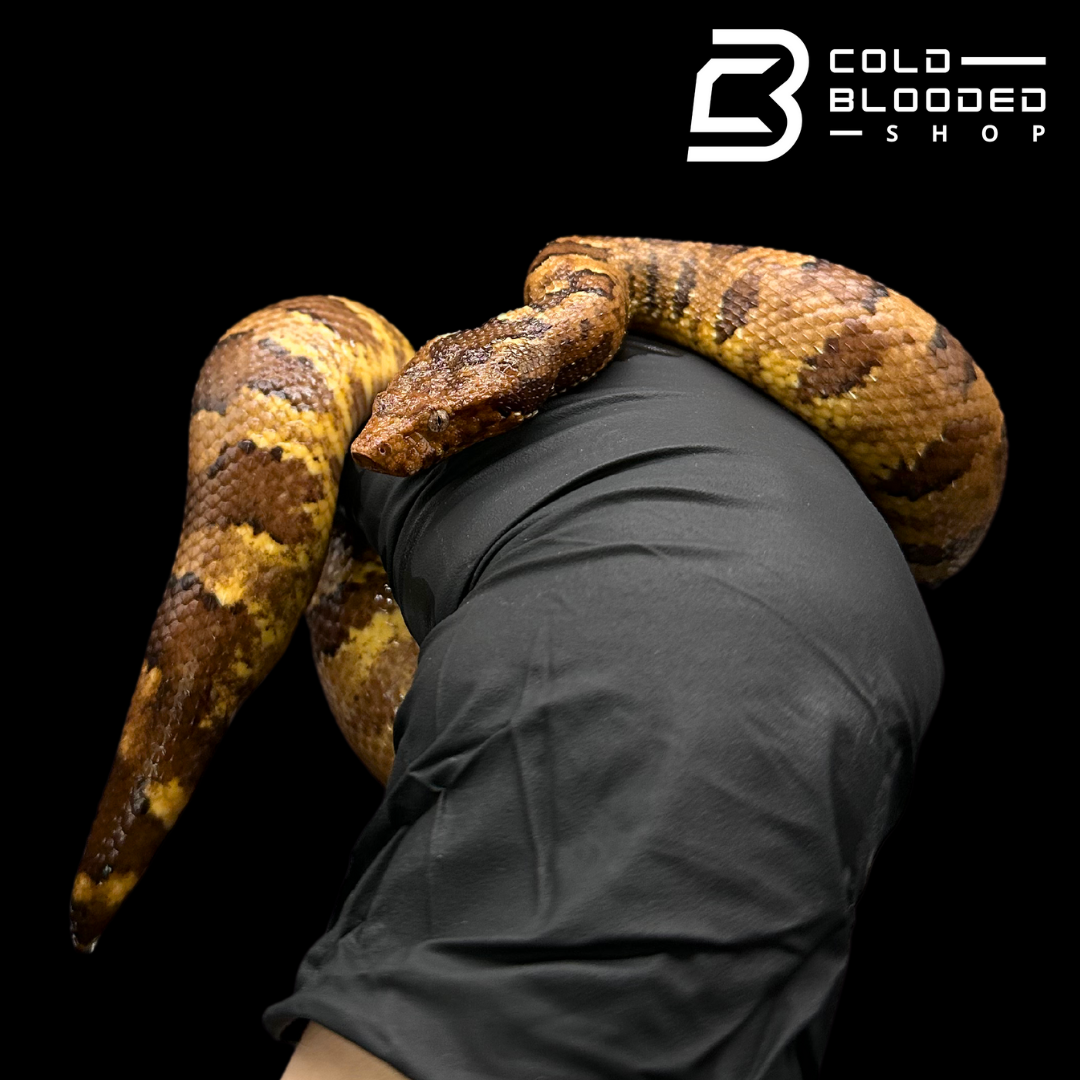 Viper Boas - Candoia aspera