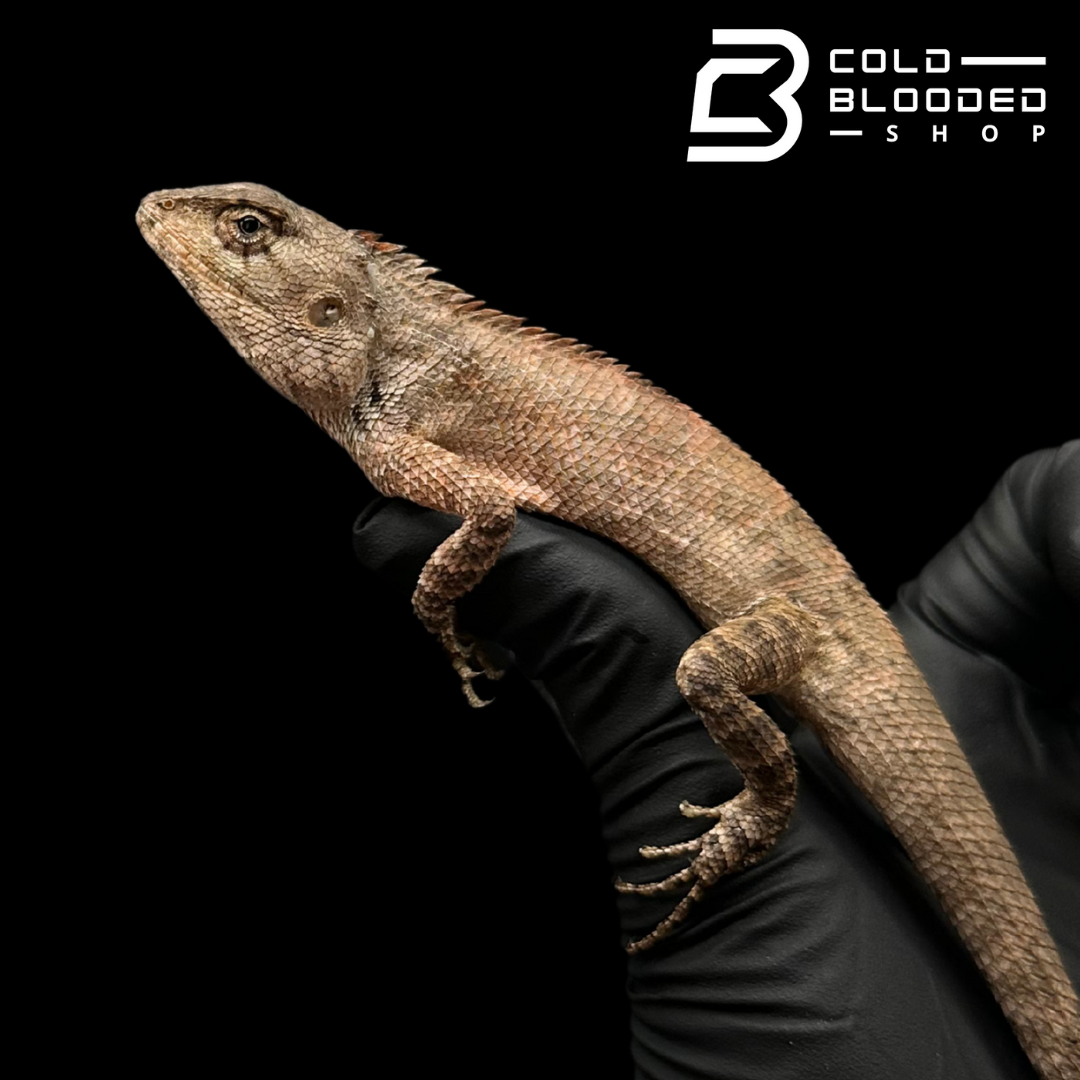 Oriental garden lizard - Calotes versicolor