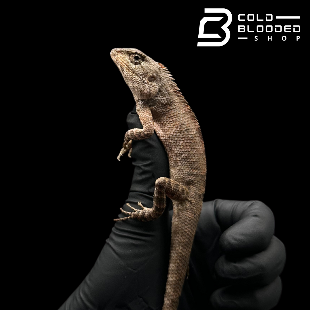 Oriental garden lizard - Calotes versicolor
