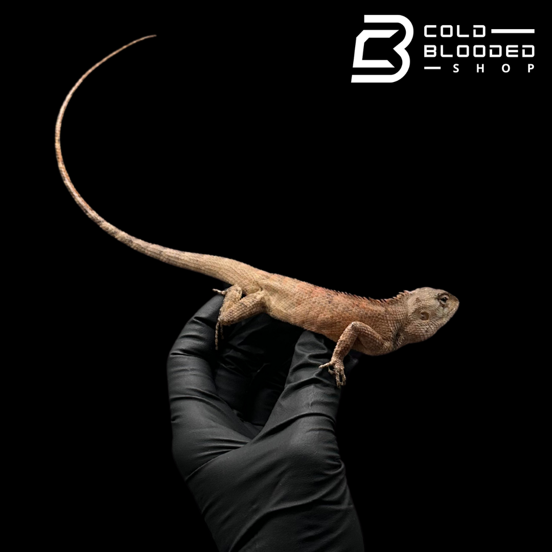 Oriental garden lizard - Calotes versicolor