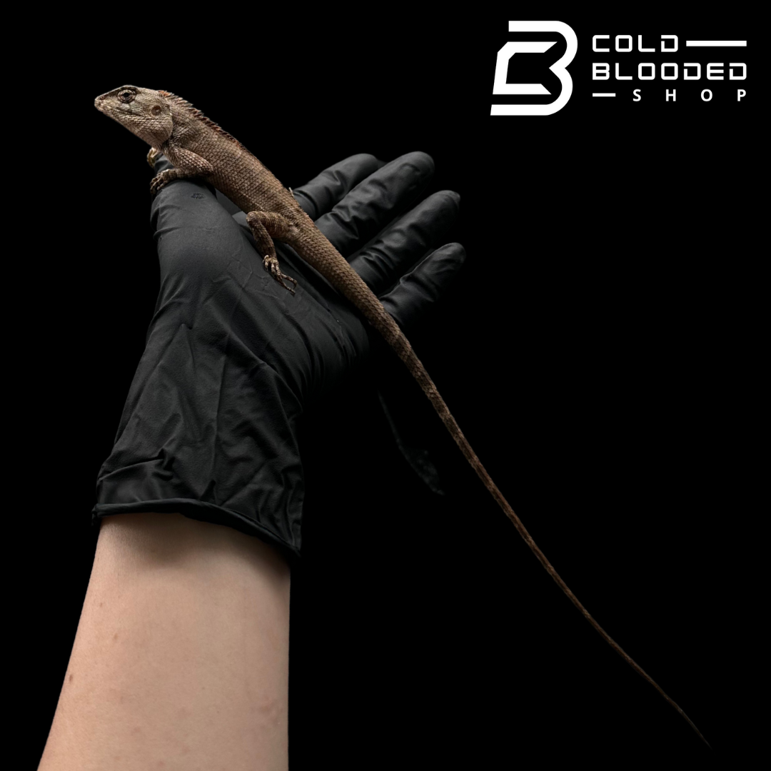 Oriental garden lizard - Calotes versicolor