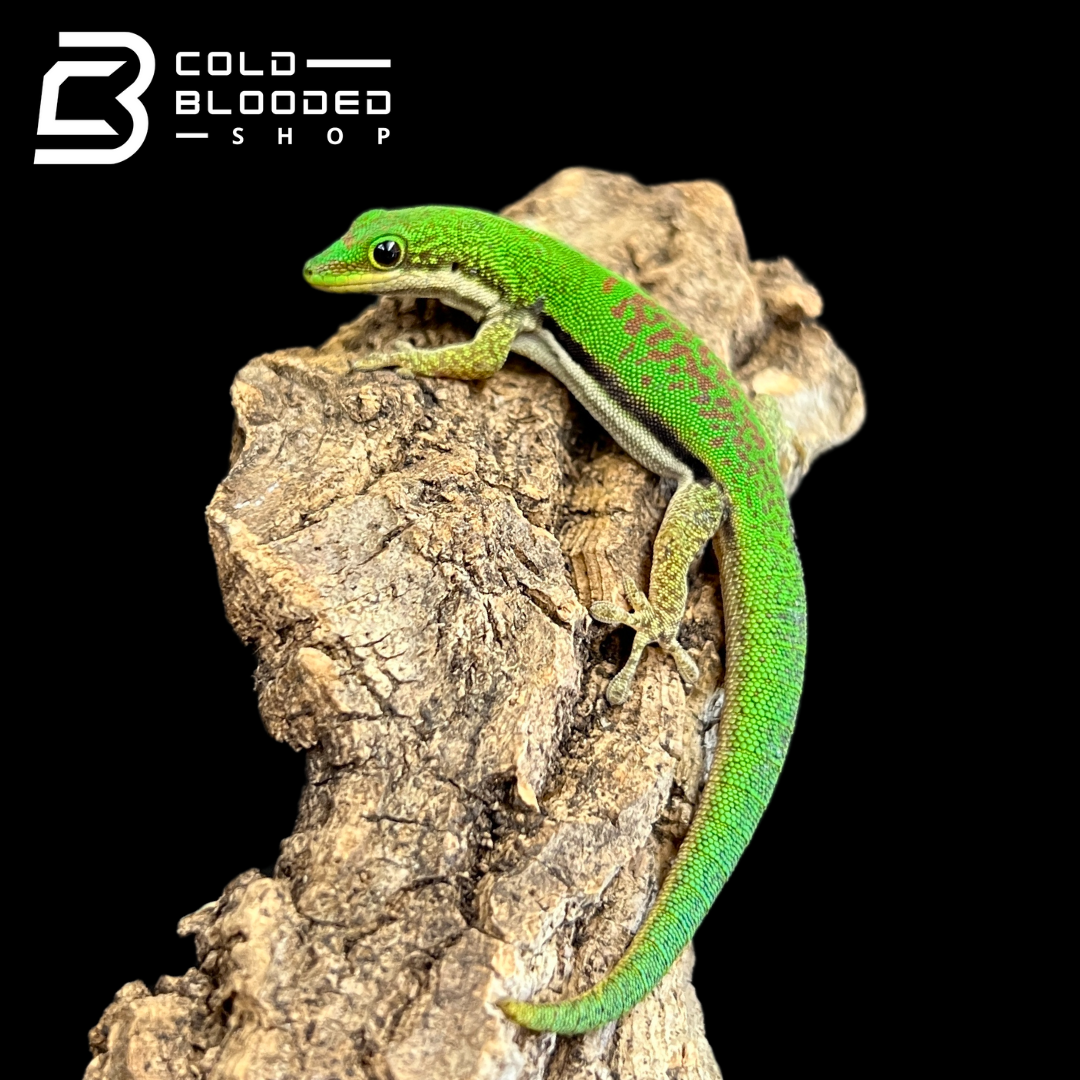 Lined Day Geckos - Phelsuma lineata - Cold Blooded Shop