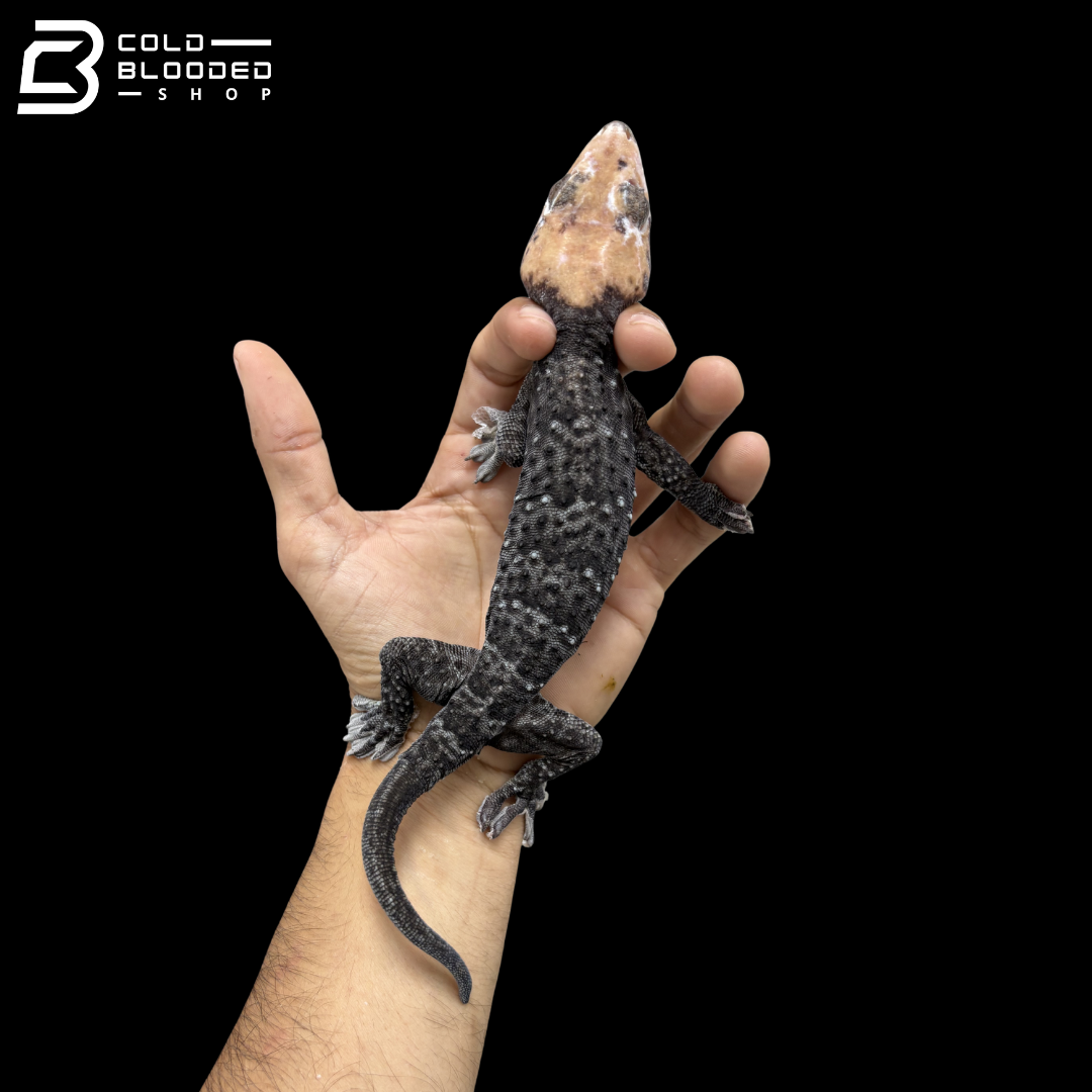Adult Low White Pied Tokay Gecko - Gekko gecko