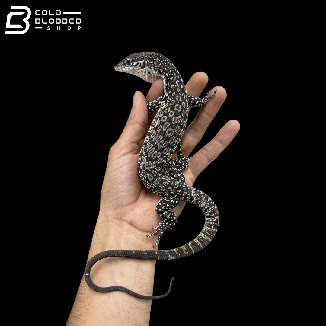 Similis Monitor - Varanus similis