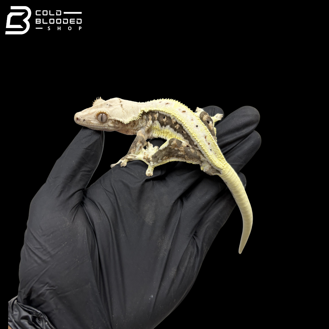 Male Tricolor Lilly White Fringing Crested Gecko