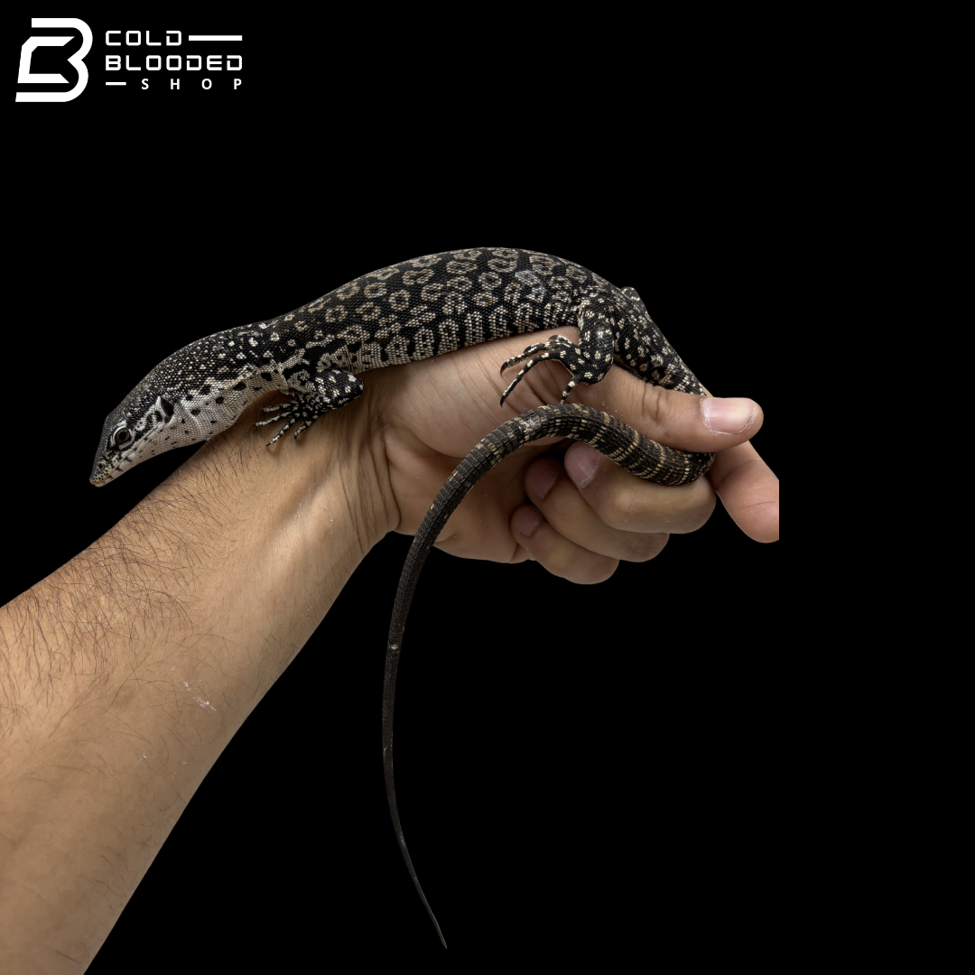 Similis Monitor - Varanus similis