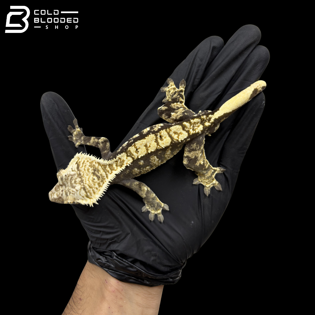 Male Extreme Harley Tricolor Crested Gecko