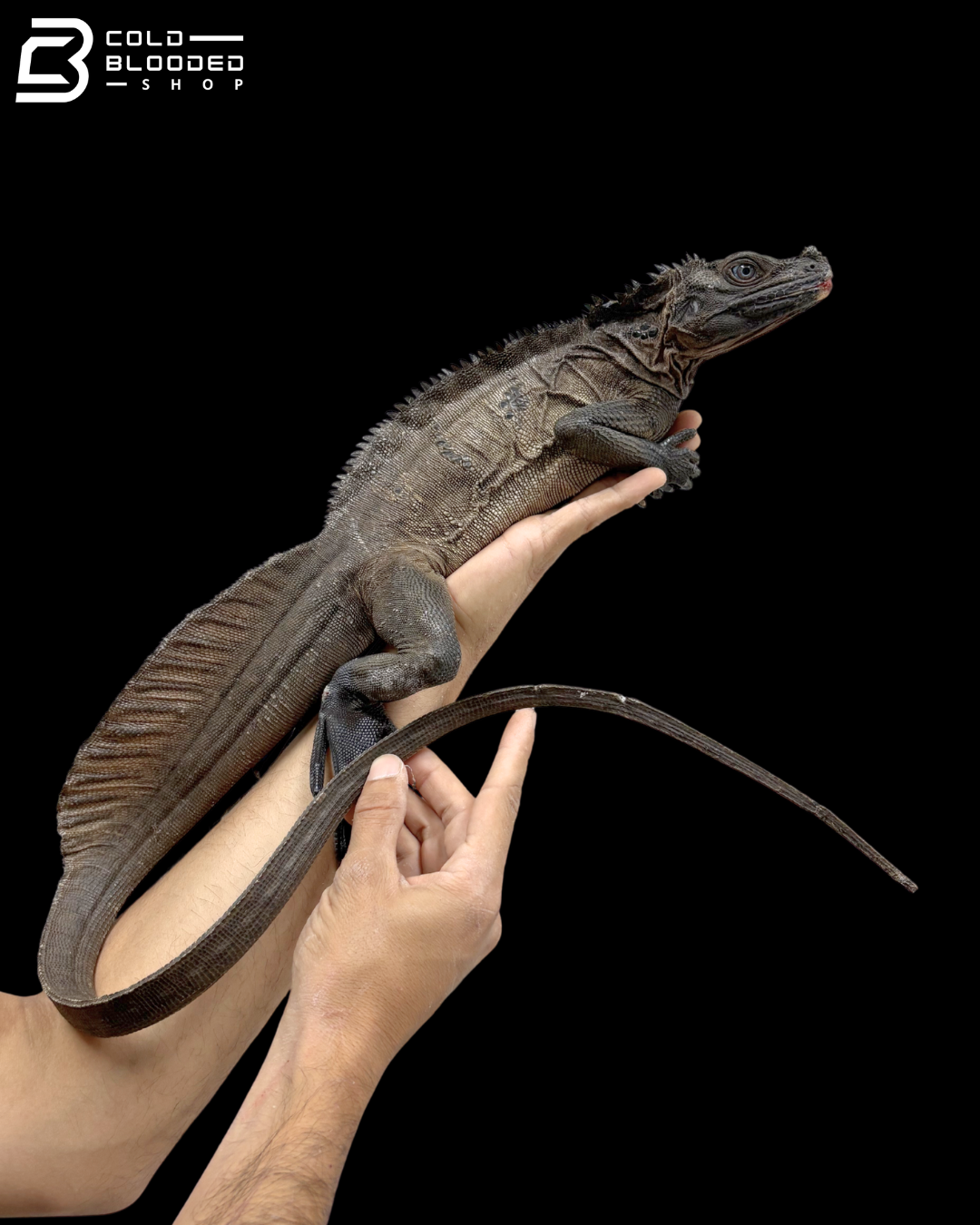 Adult Male Indonesian Sailfin Dragon - Hydrosaurus Microlophus