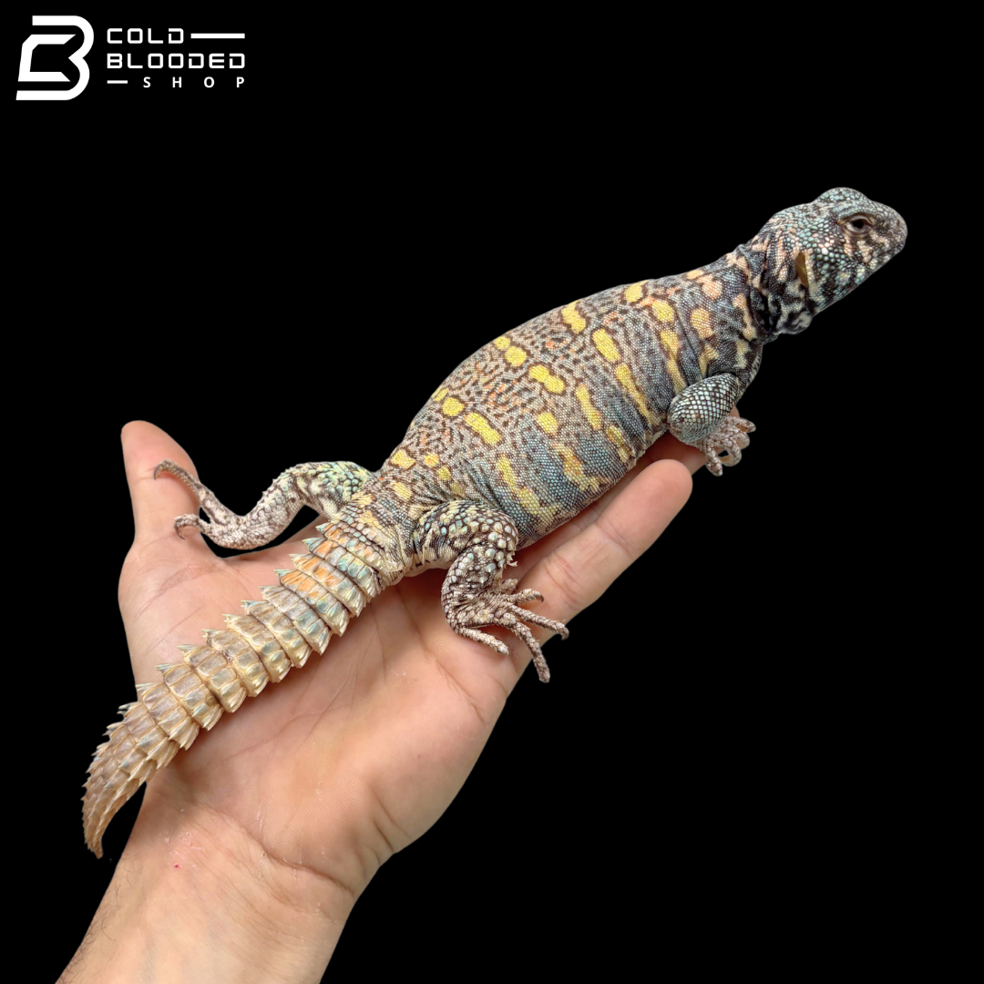 Light Blue Male Ornate Uromastyx - Uromastyx Ornata