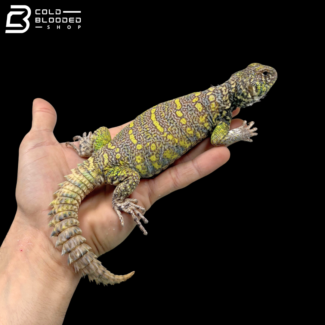 Light Green Male Ornate Uromastyx - Uromastyx Ornata