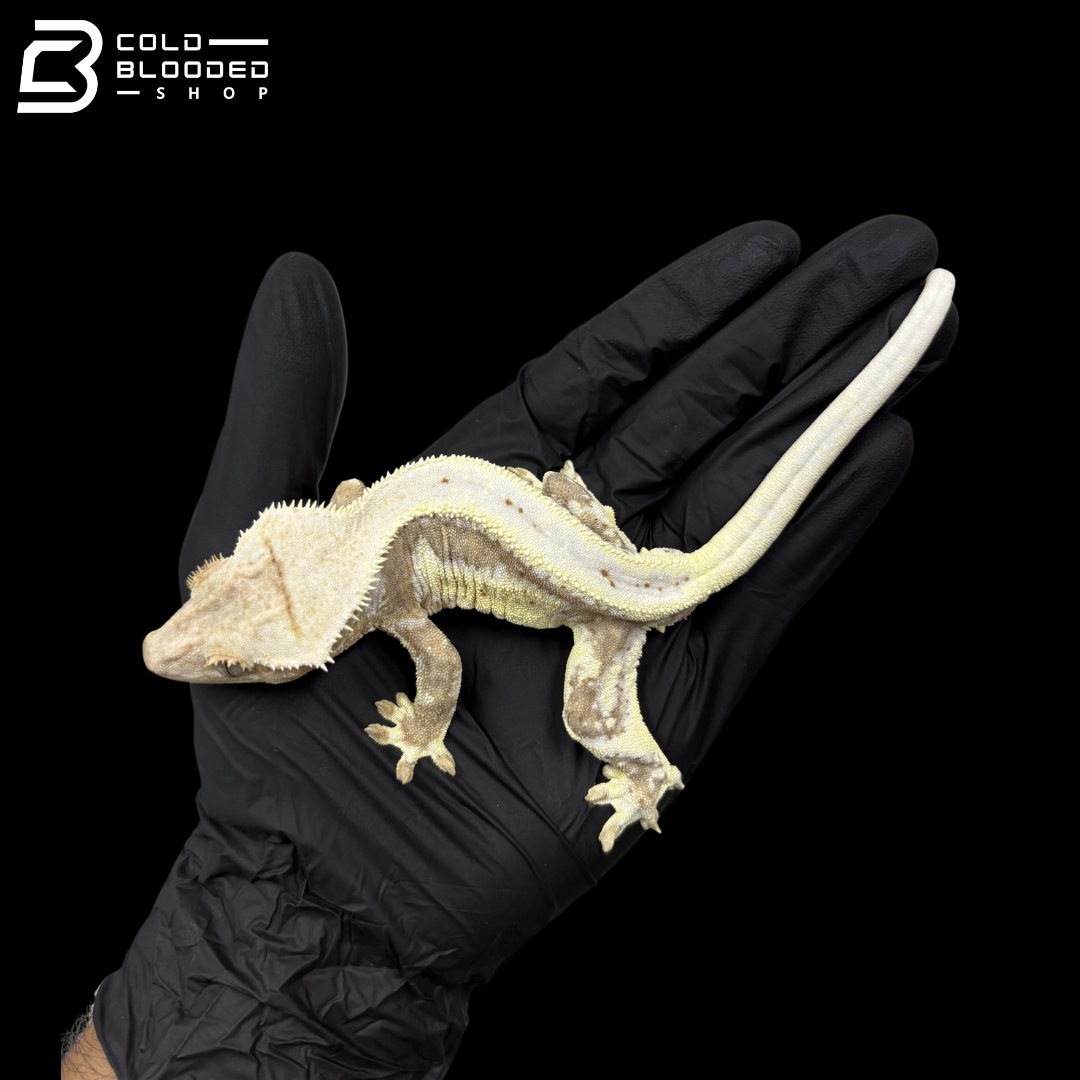 Male Red Lilly White Crested Gecko
