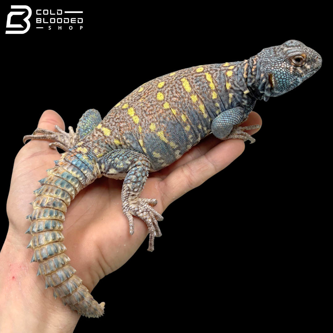 Dark Blue\High Red Male Ornate Uromastyx - Uromastyx Ornata