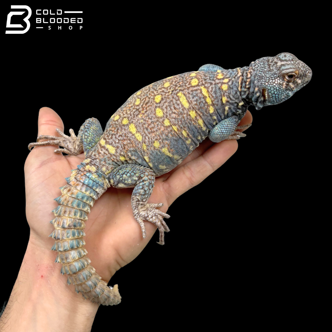 Dark Blue\High Red Male Ornate Uromastyx - Uromastyx Ornata