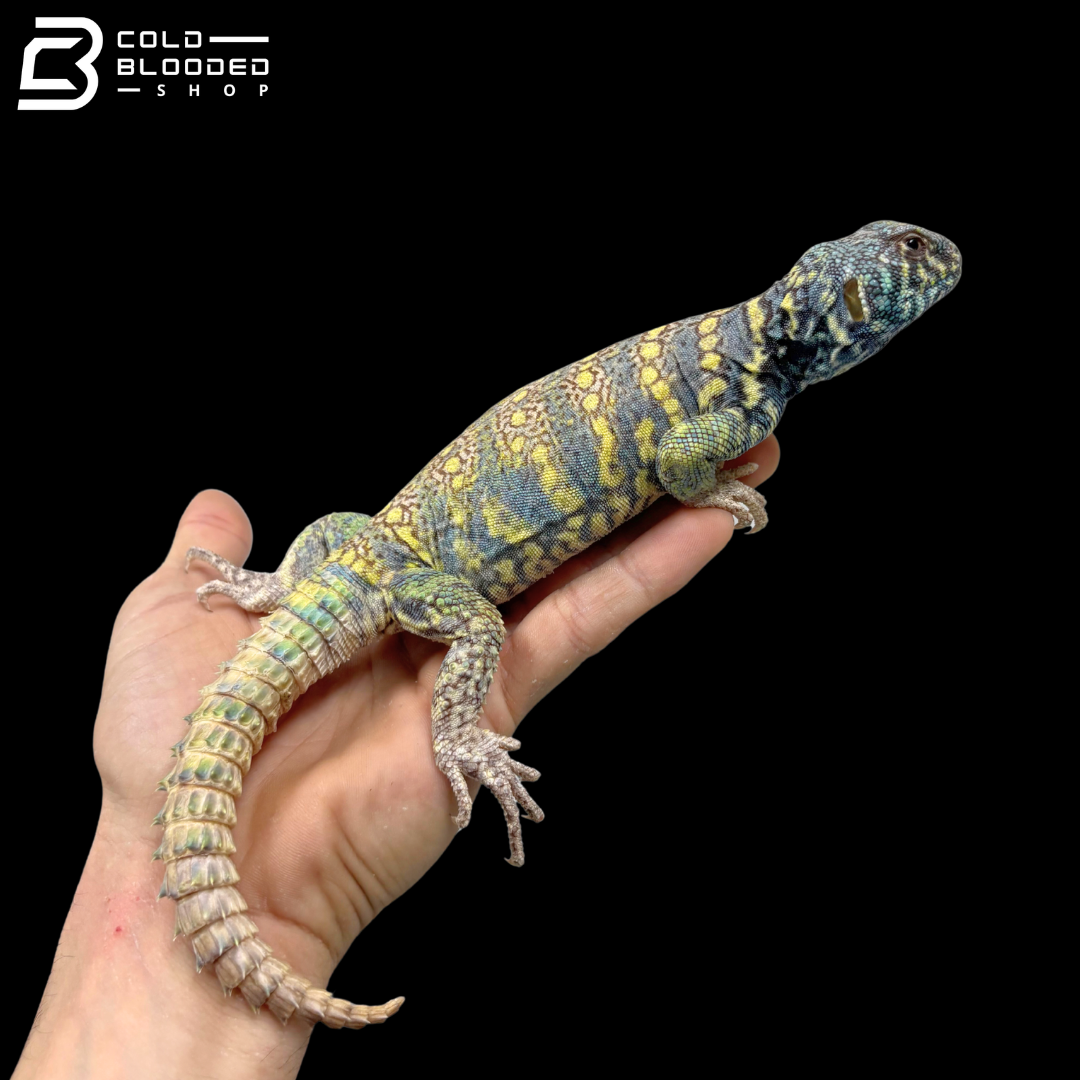 Dark Blue\High Yellow Male Ornate Uromastyx - Uromastyx Ornata