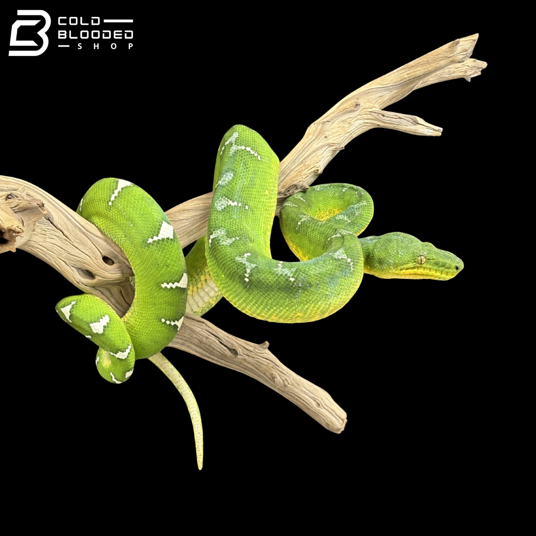 Adult Male Emerald Tree Boa - Corallus caninus