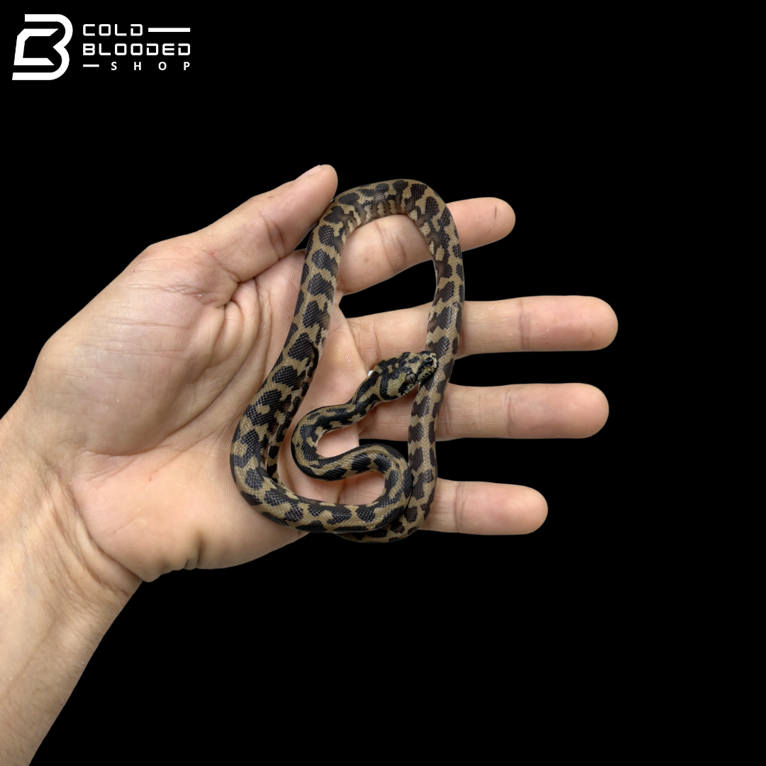 Male Papuan Carpet Pyhons - Morelia Spilota Harrisoni