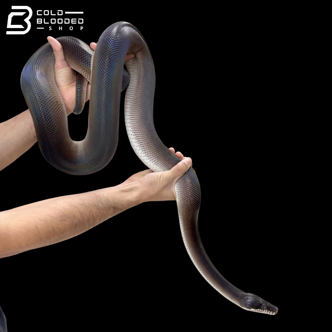 USCBB Adult Pair Of Southern White Lipped Pythons - Bothrochilus Meridionalis