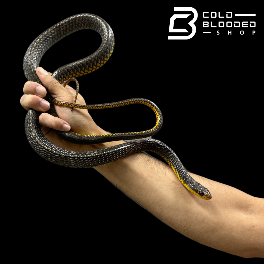 Machete Snake - Chironius carinatus