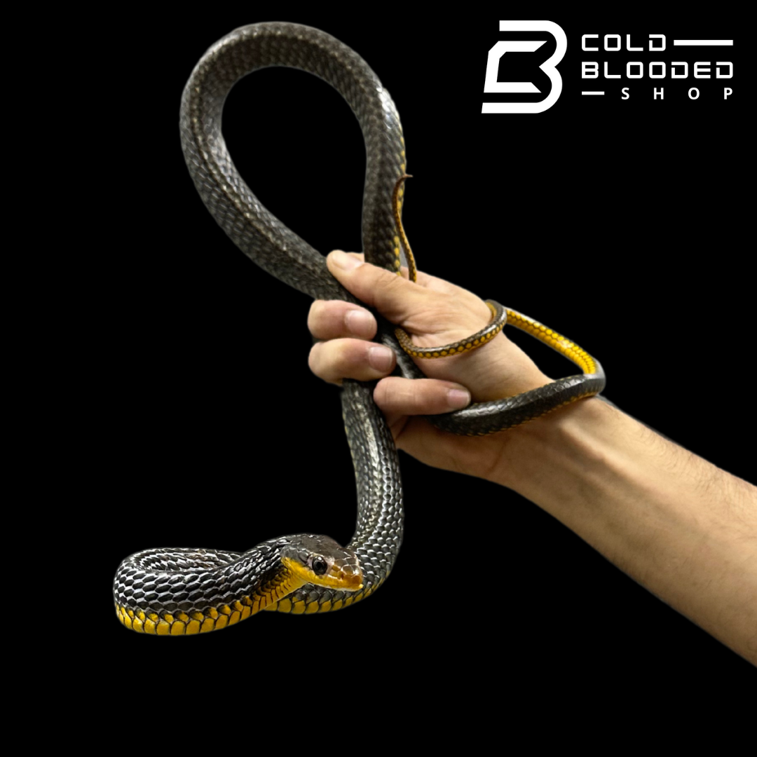 Machete Snake - Chironius carinatus