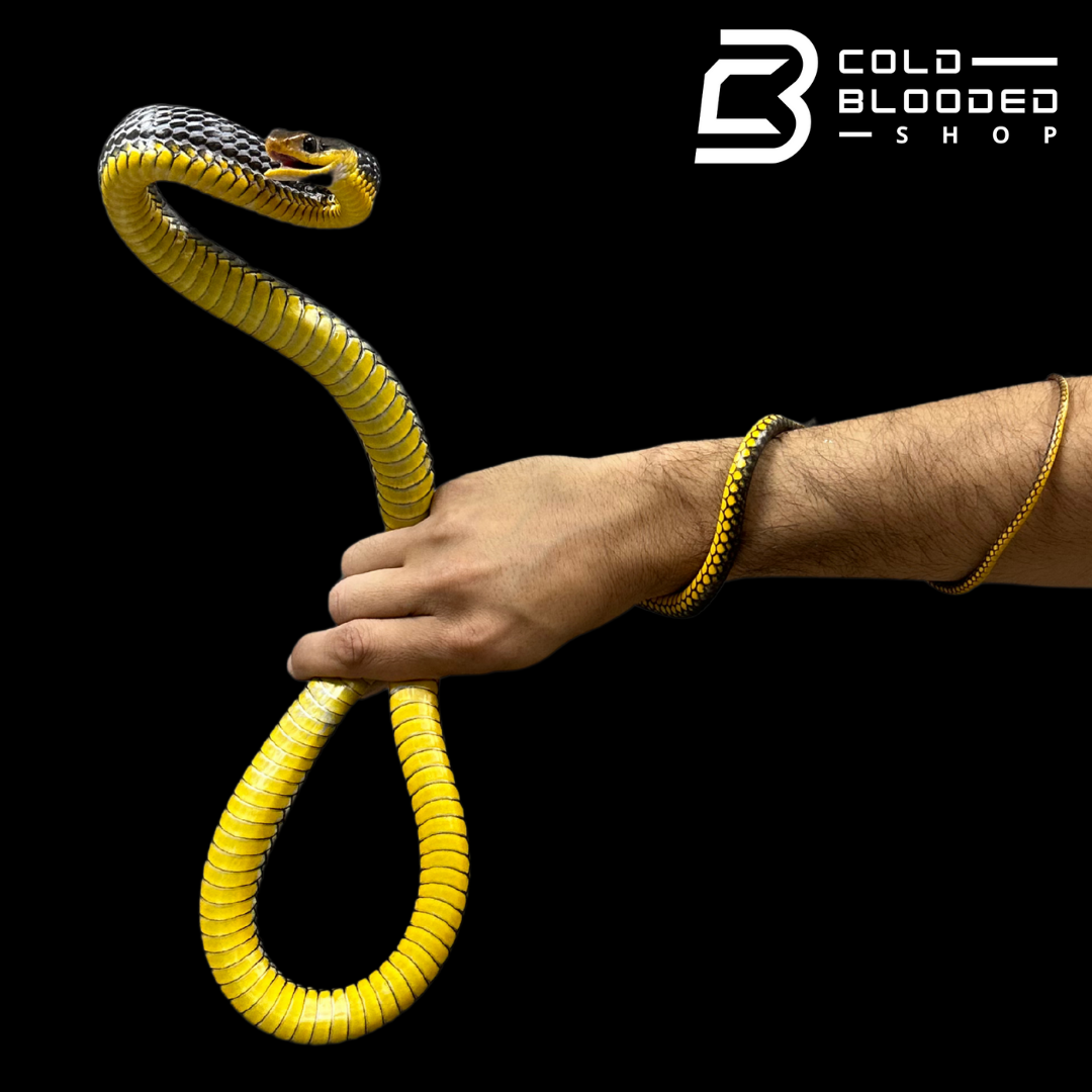 Machete Snake - Chironius carinatus