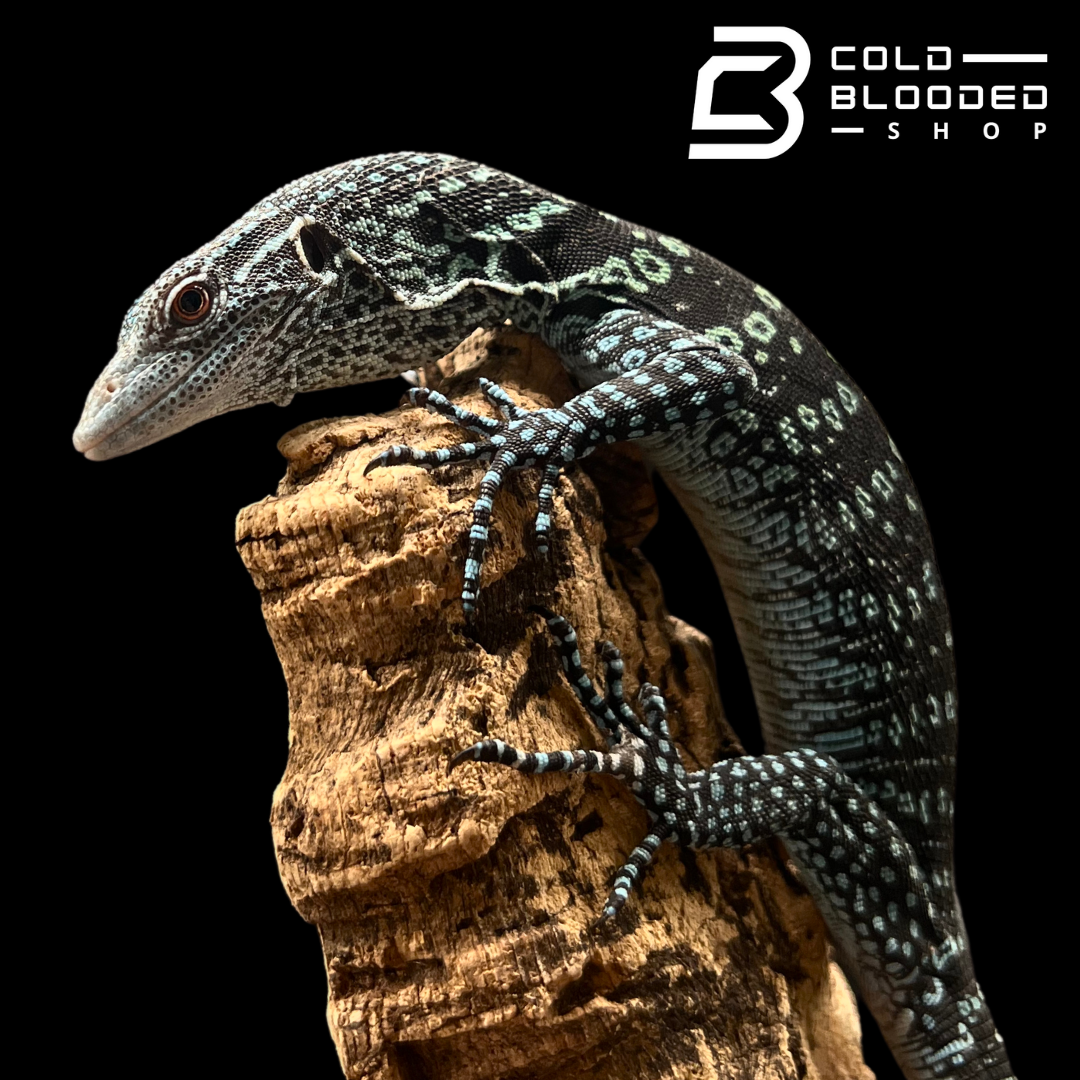 Blue tree monitor for sale hot sale