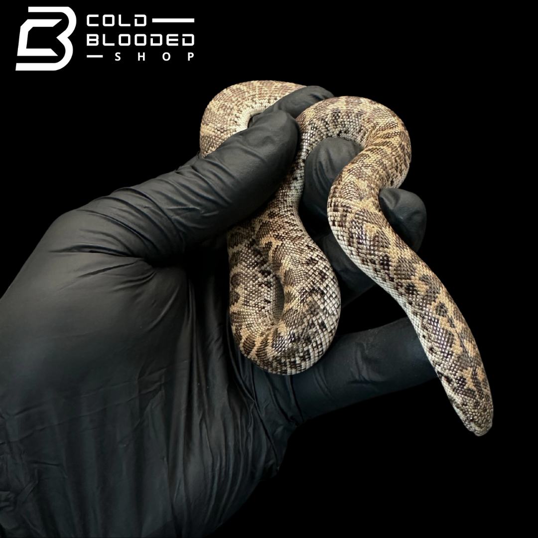 Javelin Sand boa Male #2 - Eryx jaculus