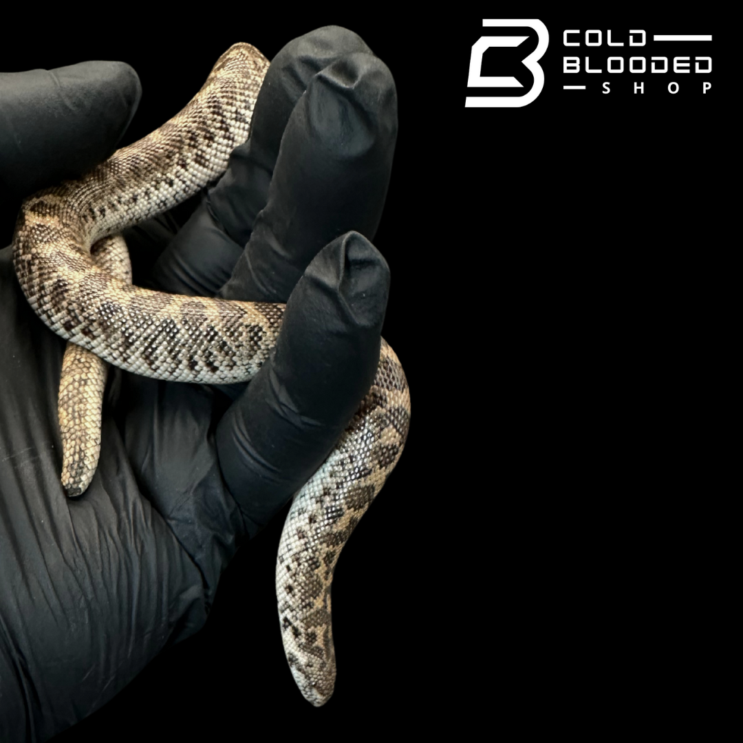 Javelin Sand boa Male #2 - Eryx jaculus