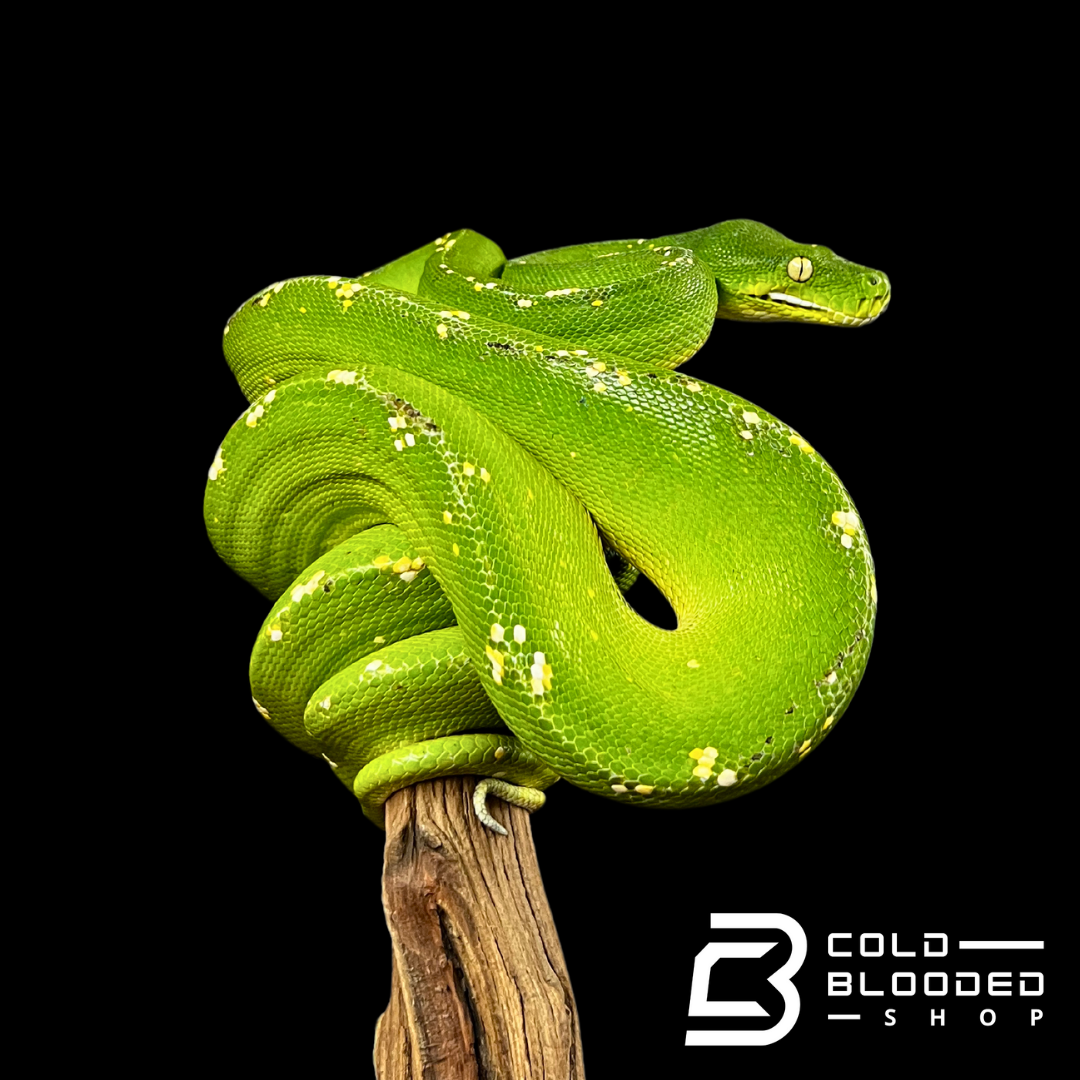 Pitón de árbol verde