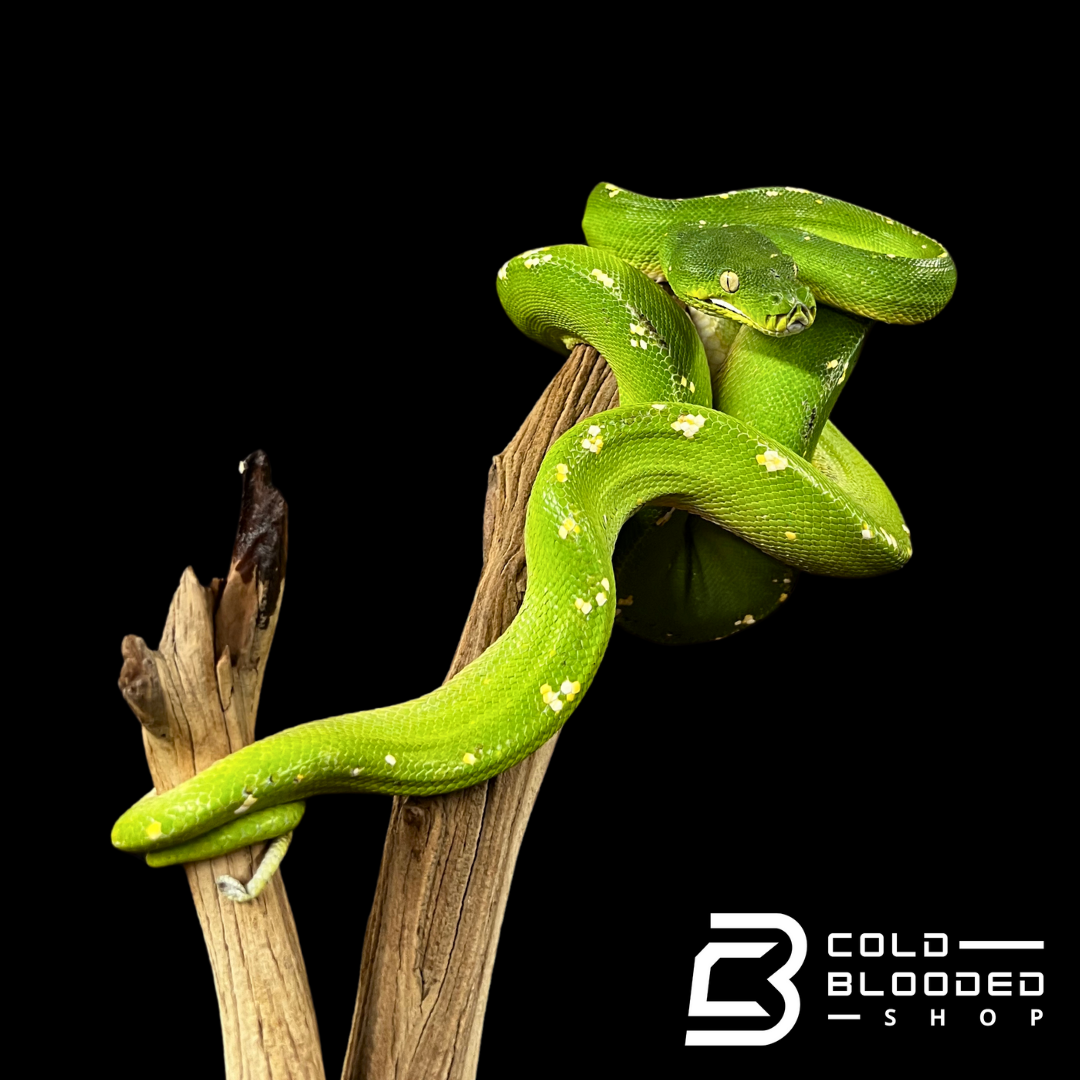 Pitón de árbol verde