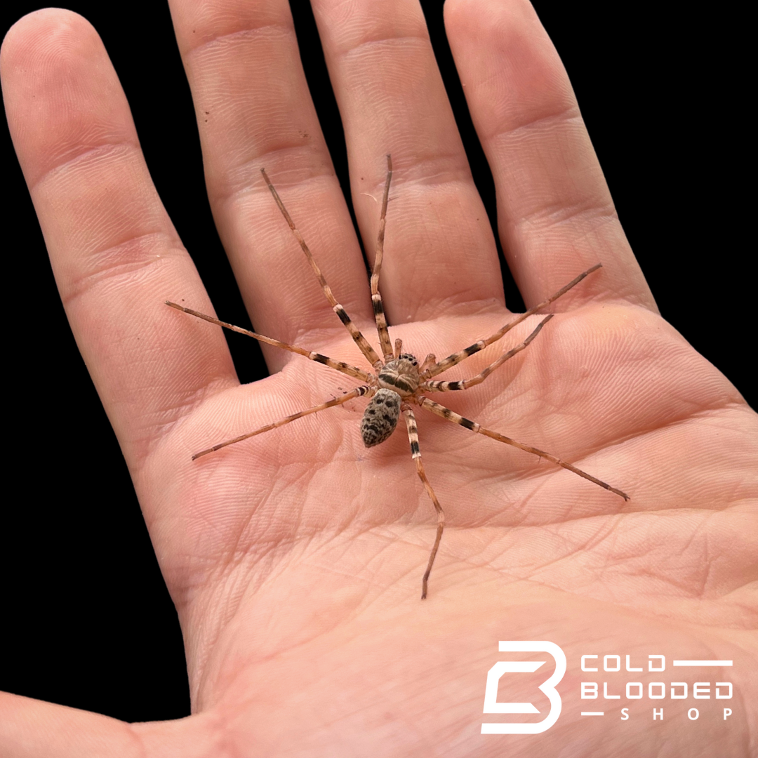 Laos Giant Huntsman Spider - Heteropoda maxima